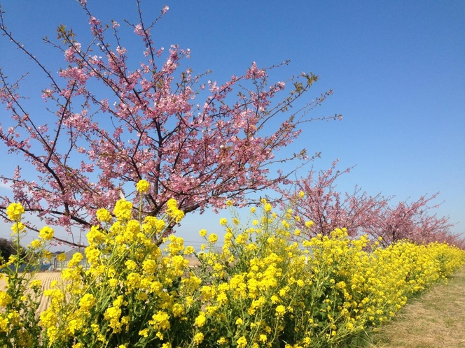 春・免々田川『菜の花＆桜まつり』ピンクと黄色のコントラストをお楽しみください。