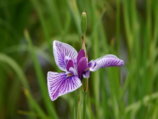 鳶尾花