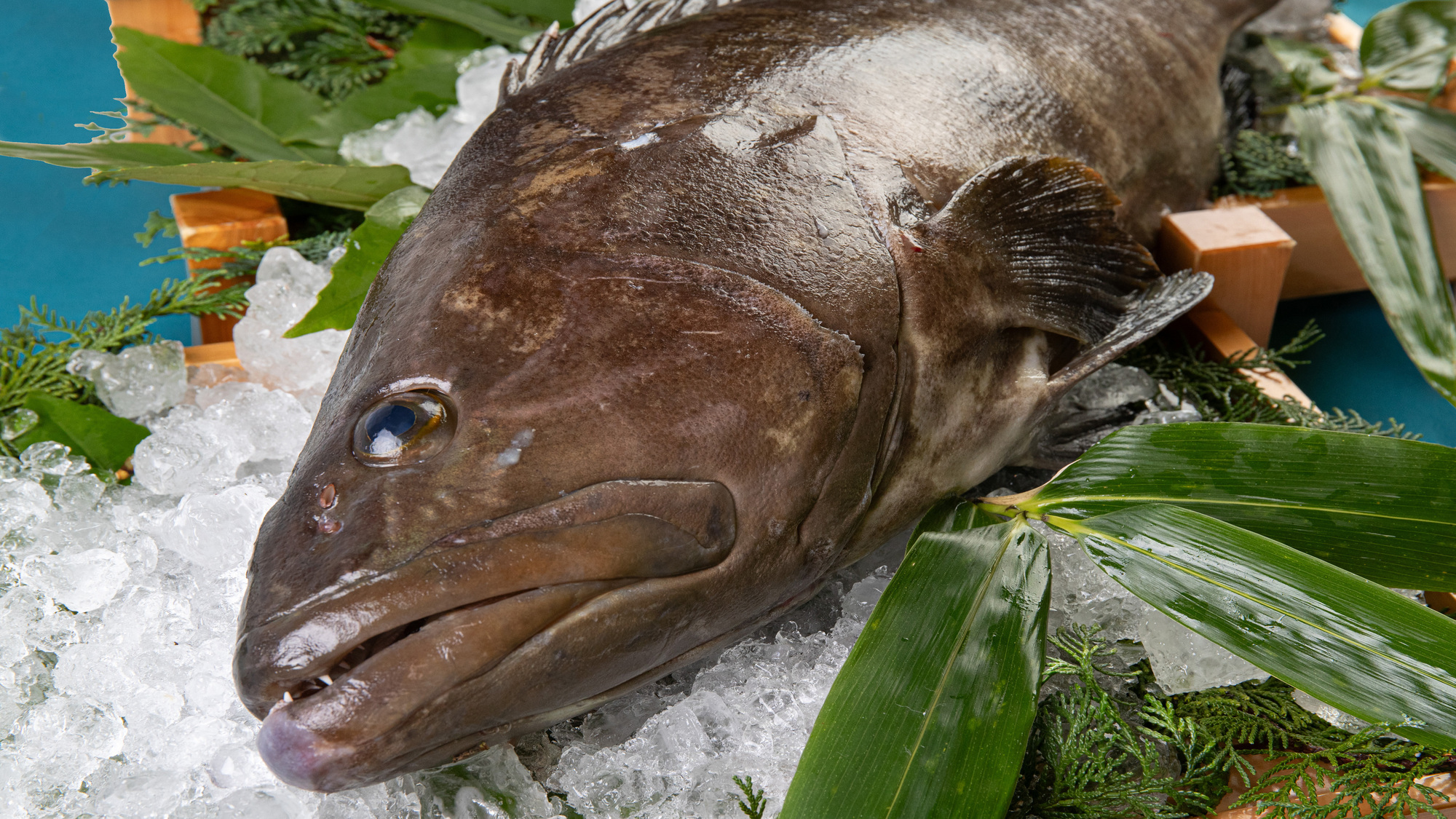 冬の味覚の王様&rdquo;くえ&rdquo;