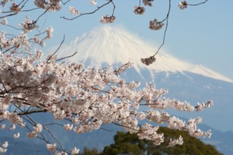 富士山と桜