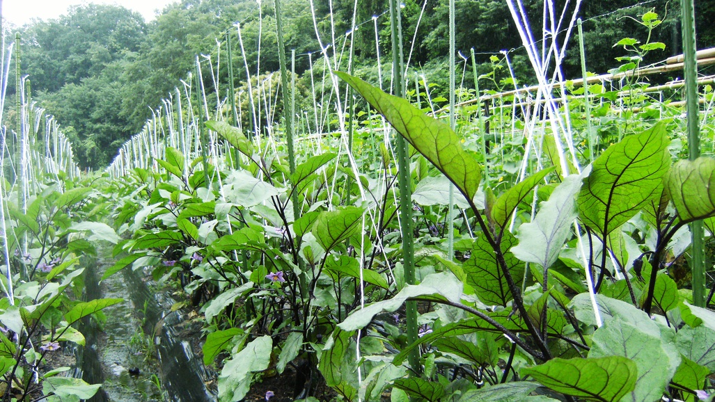 ◆季節の会席プラン◆地元食材や朝採れの自家製野菜などを使用♪２食付き！