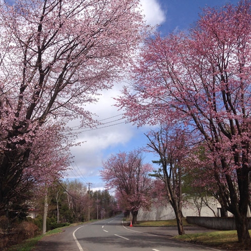 *［春］当館近隣の桜／例年5月頃が見頃