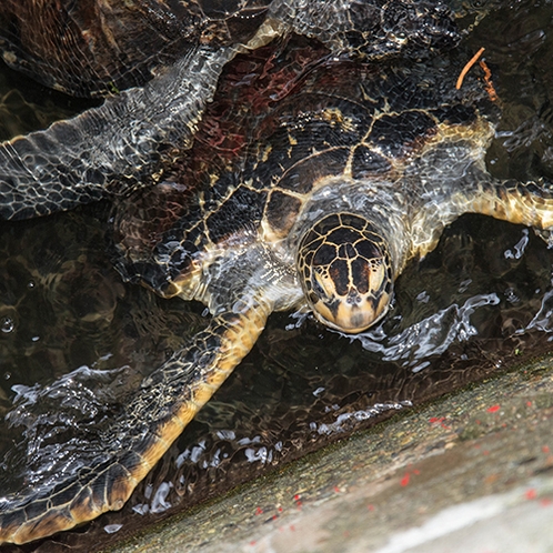 *当館では海がめを飼育しております。エサやりもできますよ♪