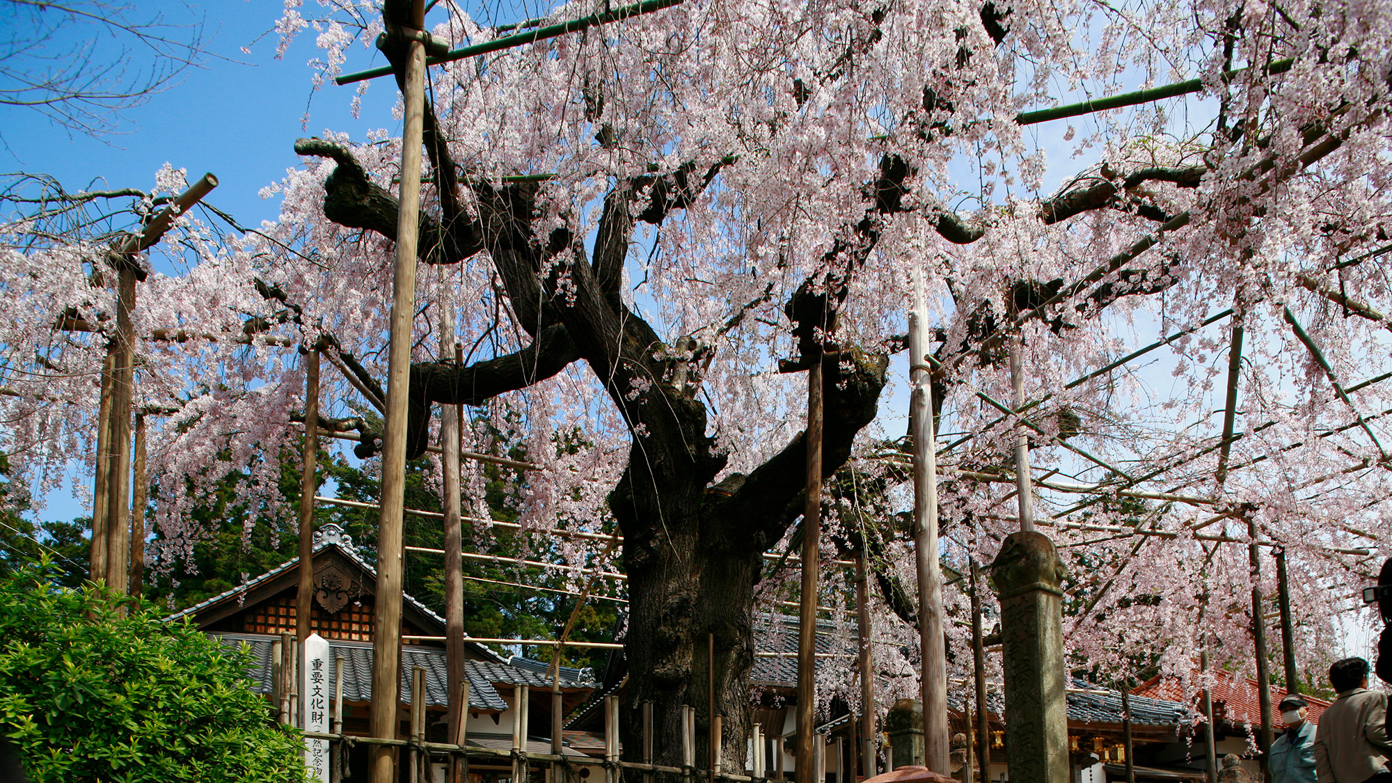 〇千手院のしだれ桜