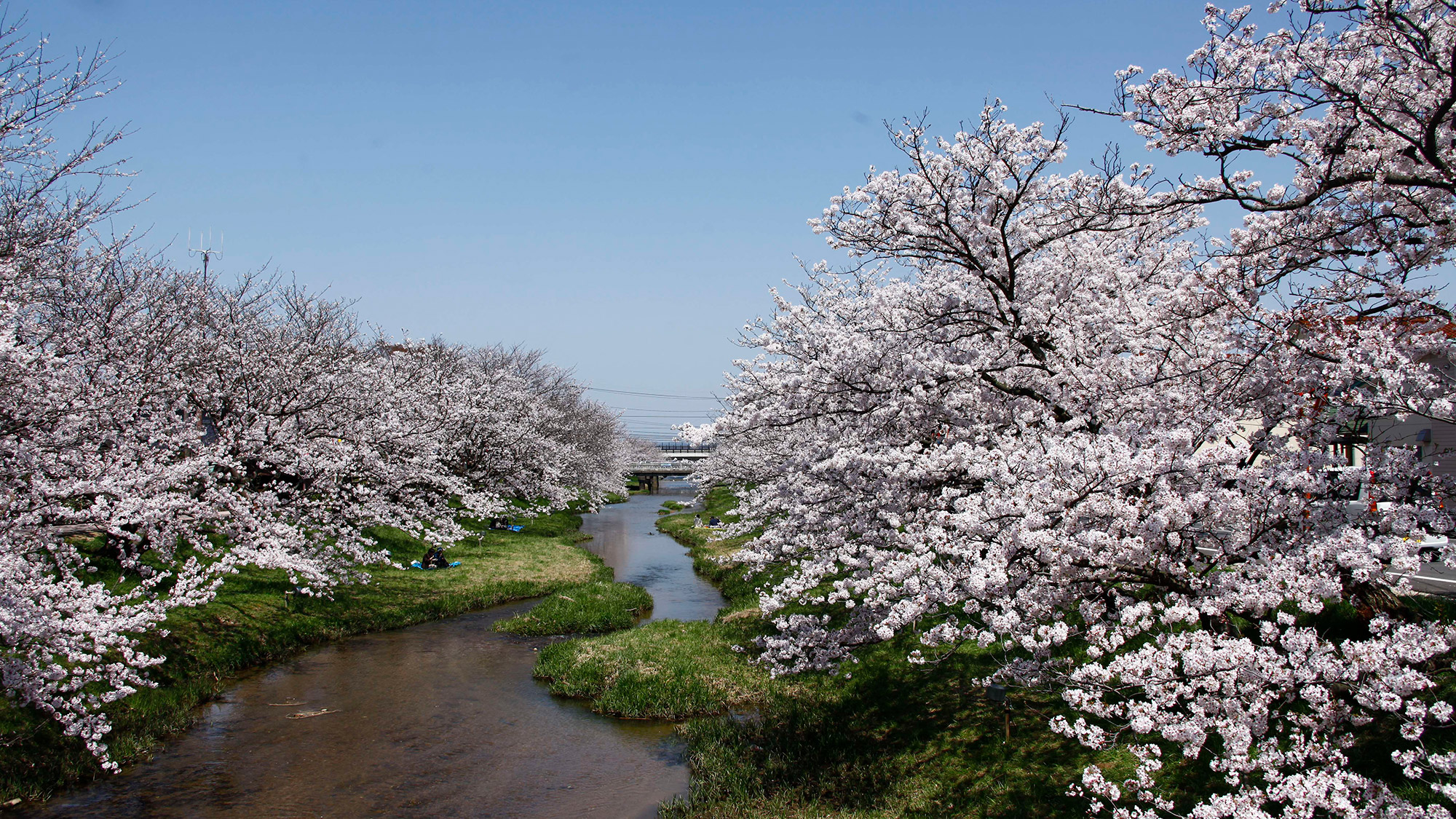 玉湯川の桜並木