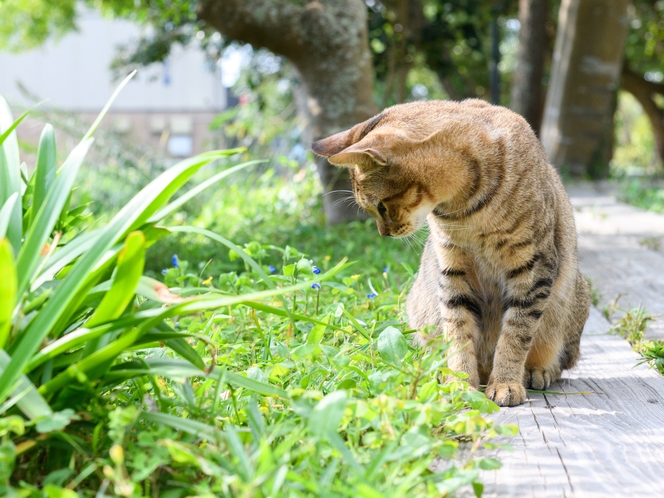 野良猫