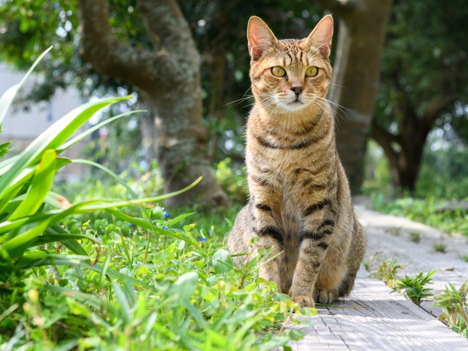 野良猫