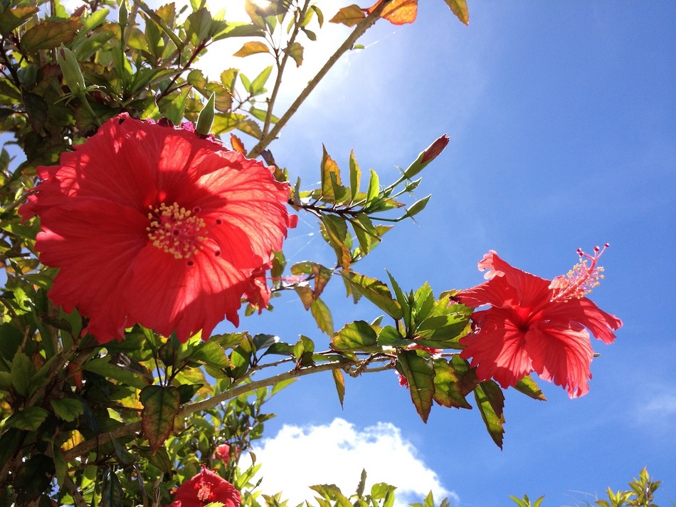 Hibiscus that grows here and there on the island