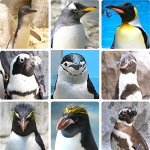 ファミリー大歓迎☆ペンギンの種類世界一☆長崎ペンギン水族館入場チケット付（朝食付）