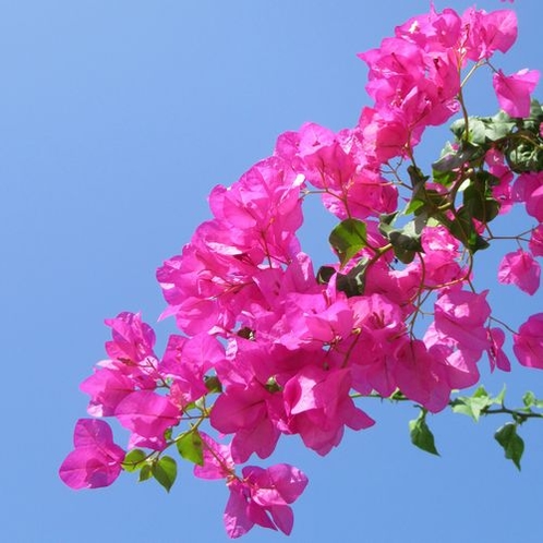 パナシアを彩る、南の島の花木。－ブーゲンビレア－