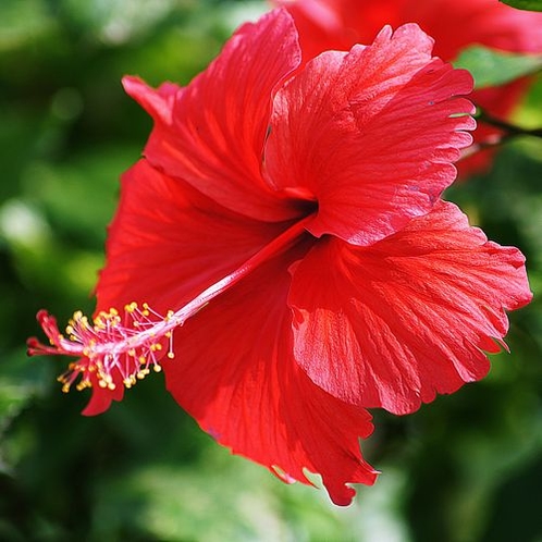 パナシアを彩る、南の島の花木。－ハイビスカス－