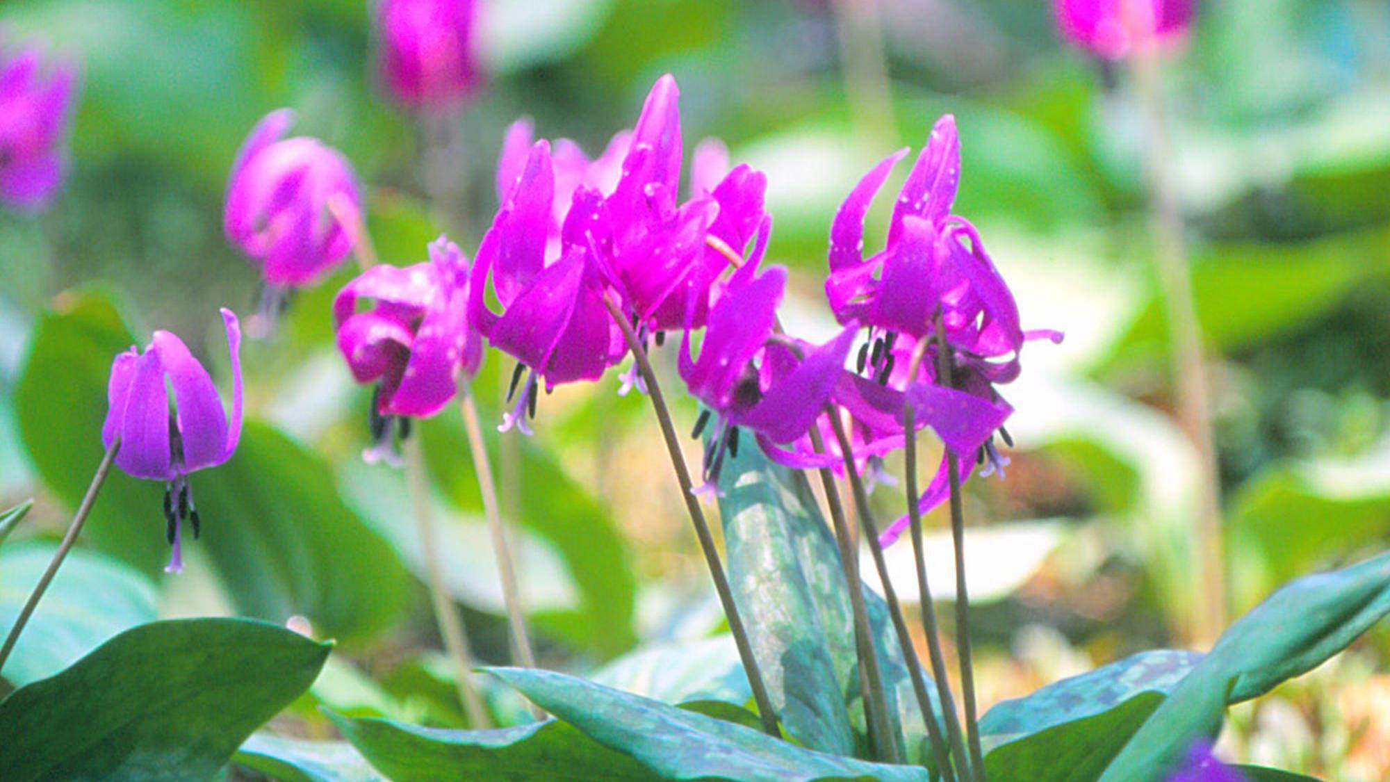 ■かたくり群生の郷（見頃４月中旬～５月上旬）