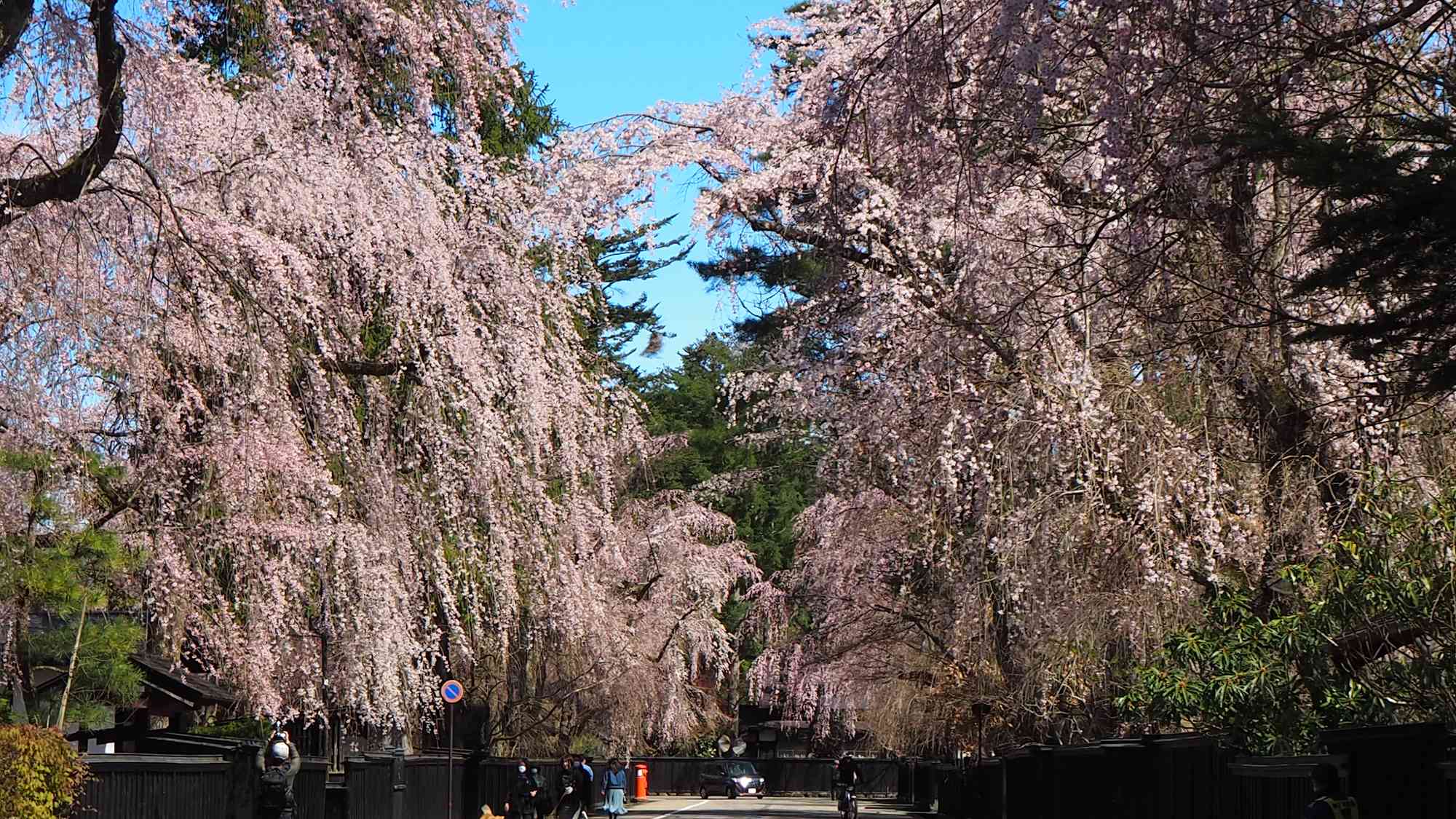 ■角館武家屋敷通り（見頃4月下旬～5月上旬）