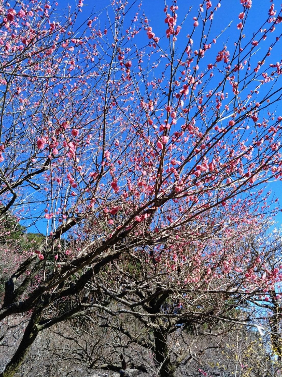 【熱海梅園】