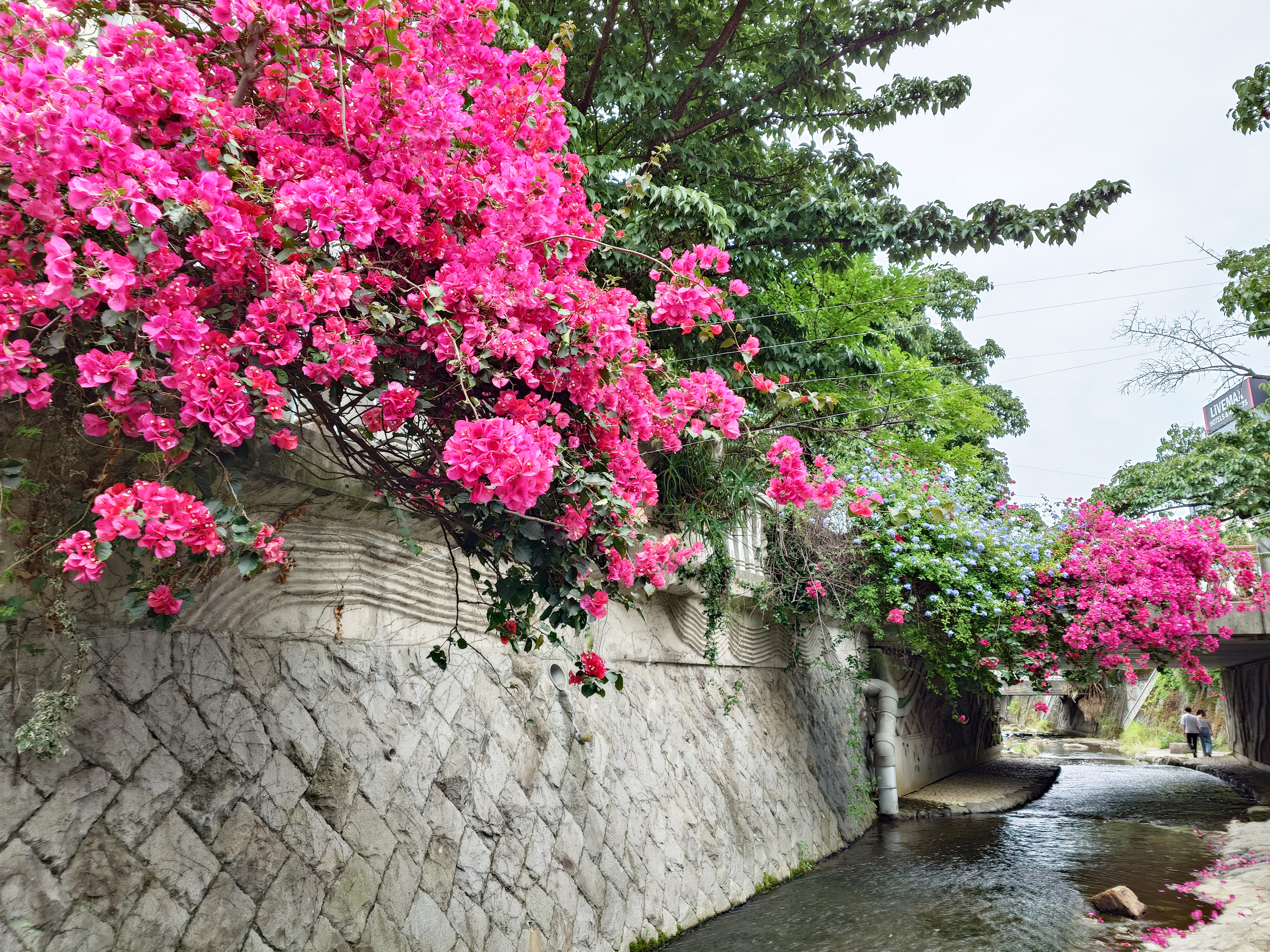 ブーゲンビリア