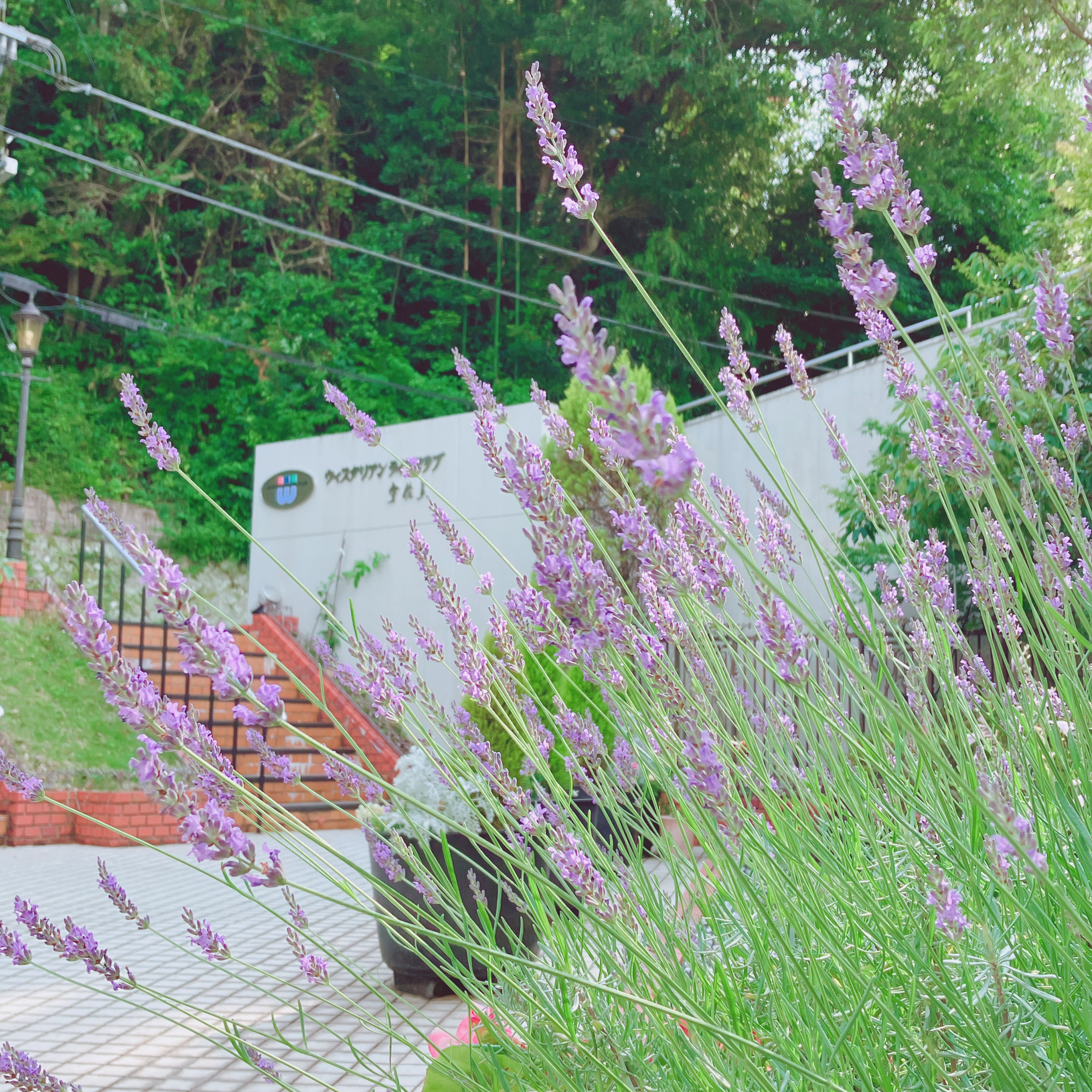 【ラベンダー】