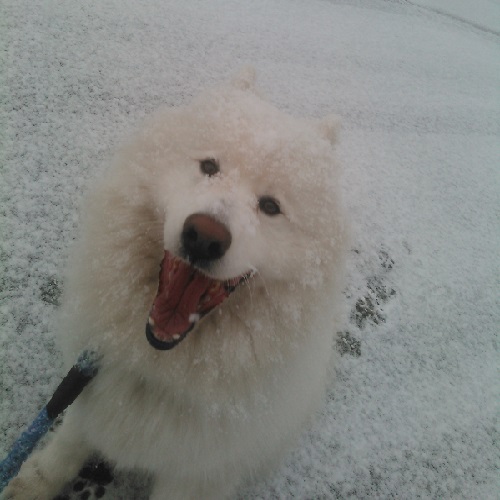 看板犬の大福くん