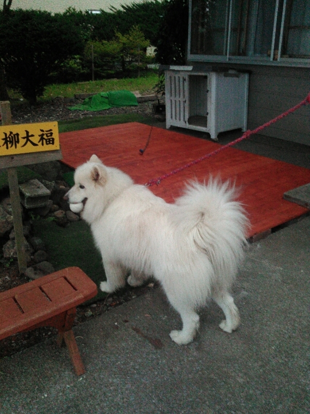 二本柳旅館 写真 動画 楽天トラベル