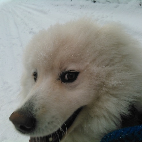 看板犬の大福くん