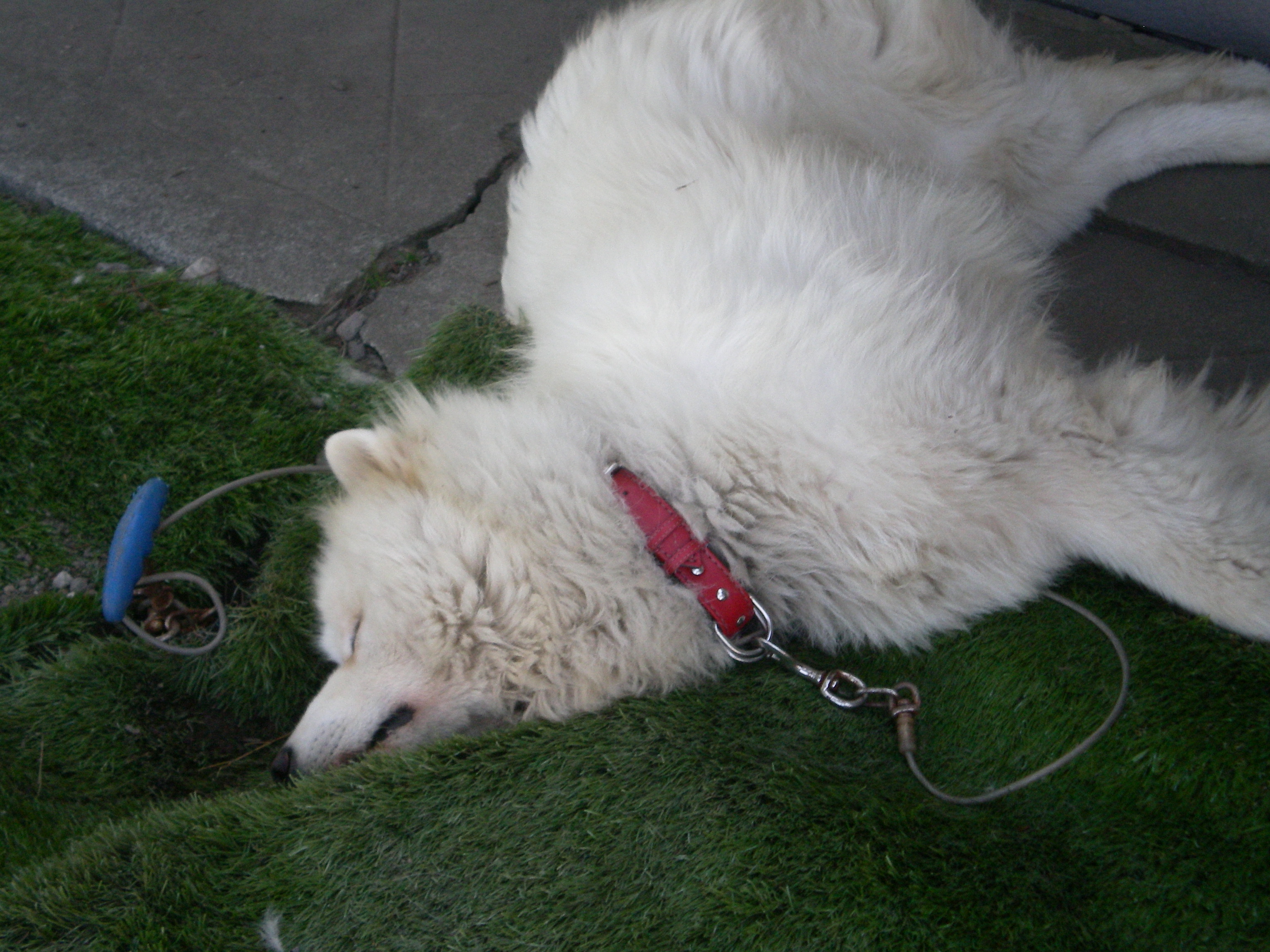 看板犬の大福くん