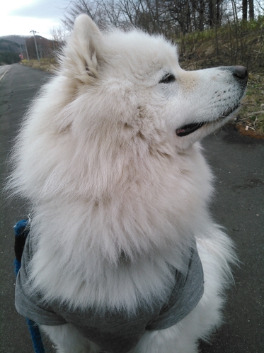 看板犬の大福くん