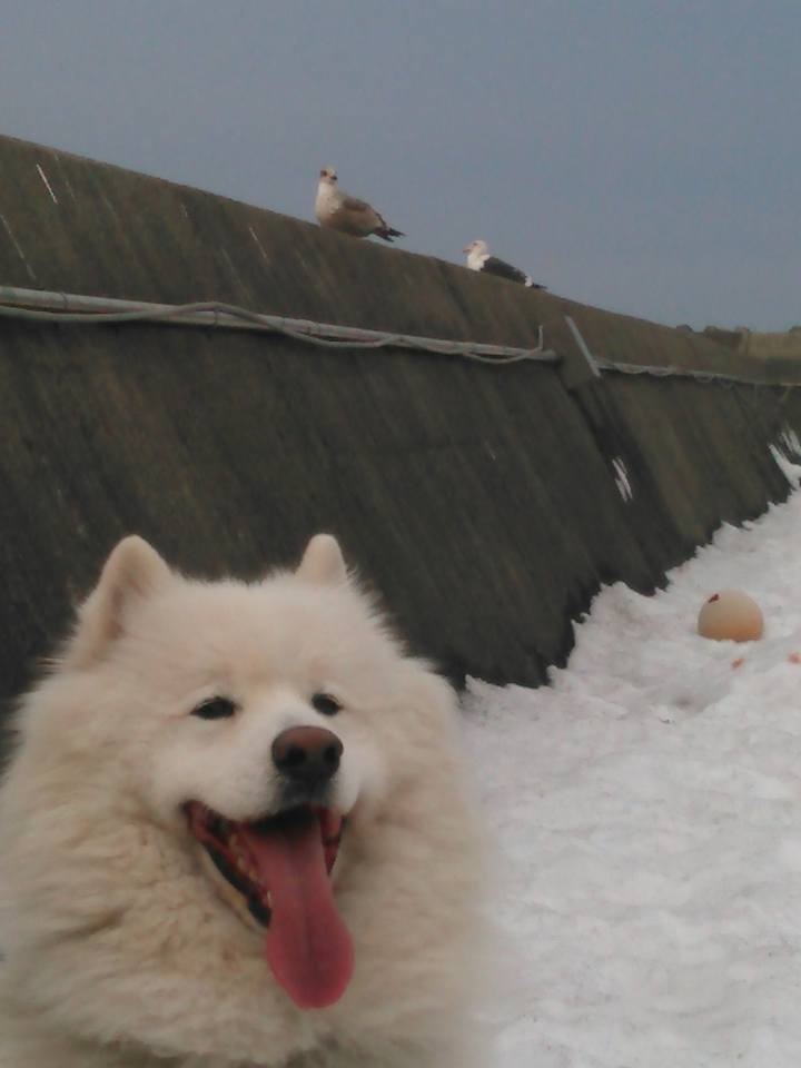 雪の中、今日も元気な大福君♪