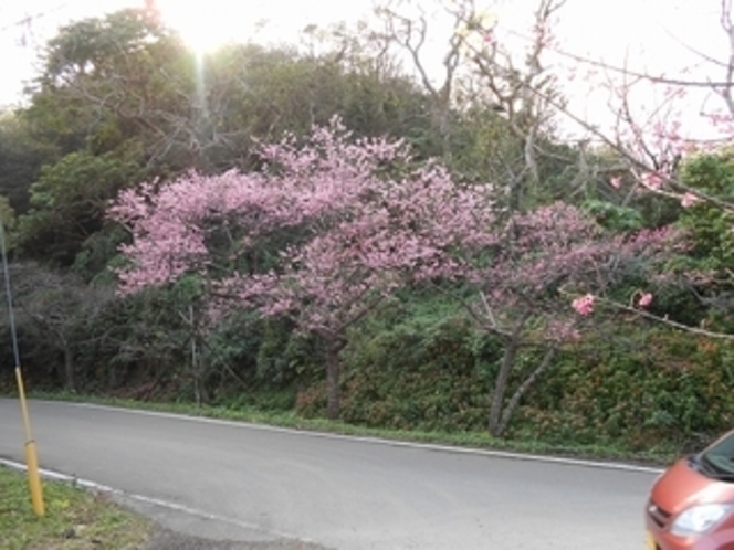 八重岳の桜