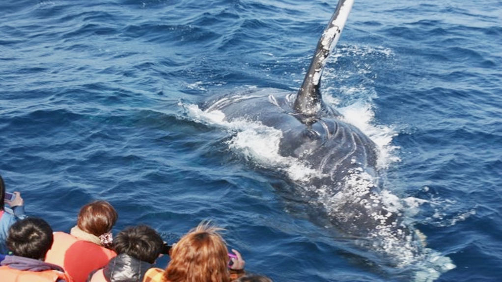 ＼勝手に応援プラン／ホエールウォッチングツアーに参加される方へ！ミニカイロ差し上げます♪【素泊まり】