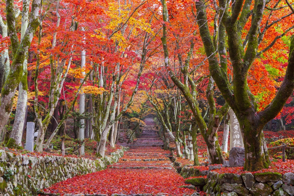 【1泊2食付】鶏足寺まで徒歩15分！一番近い宿で朝の絶景と静寂を独占宿泊プラン【紅葉散策チケット付】