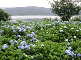 余呉湖の紫陽花2