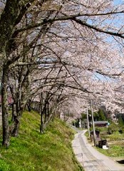 己高閣の桜並木