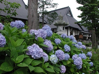 全長寺の紫陽花