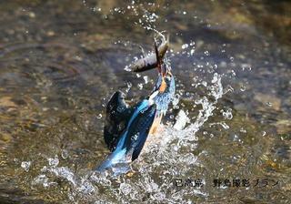 湖北の野鳥撮影1