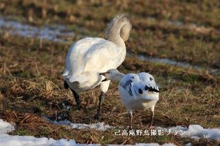 湖北の野鳥撮影8