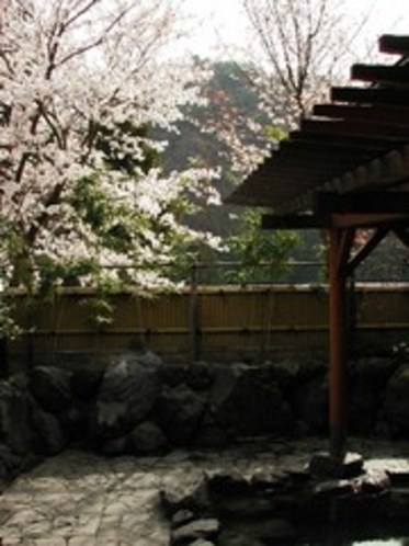 露天風呂春の桜