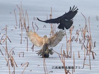 湖北の野鳥撮影9