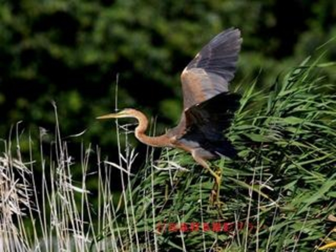 湖北の野鳥撮影5