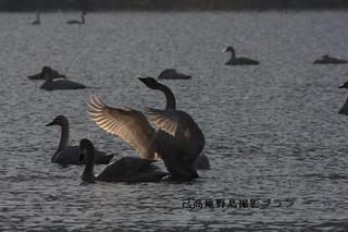 湖北の野鳥撮影4