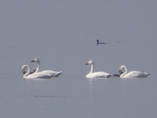 琵琶湖の野鳥