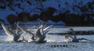 湖北の野鳥撮影6