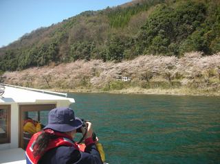 海津大崎の桜