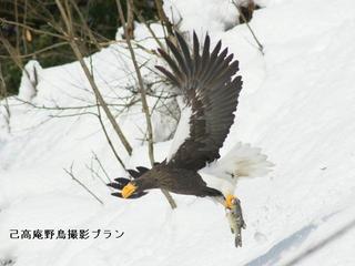 湖北の野鳥撮影7