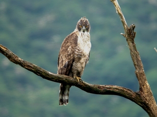 湖北の野鳥撮影2