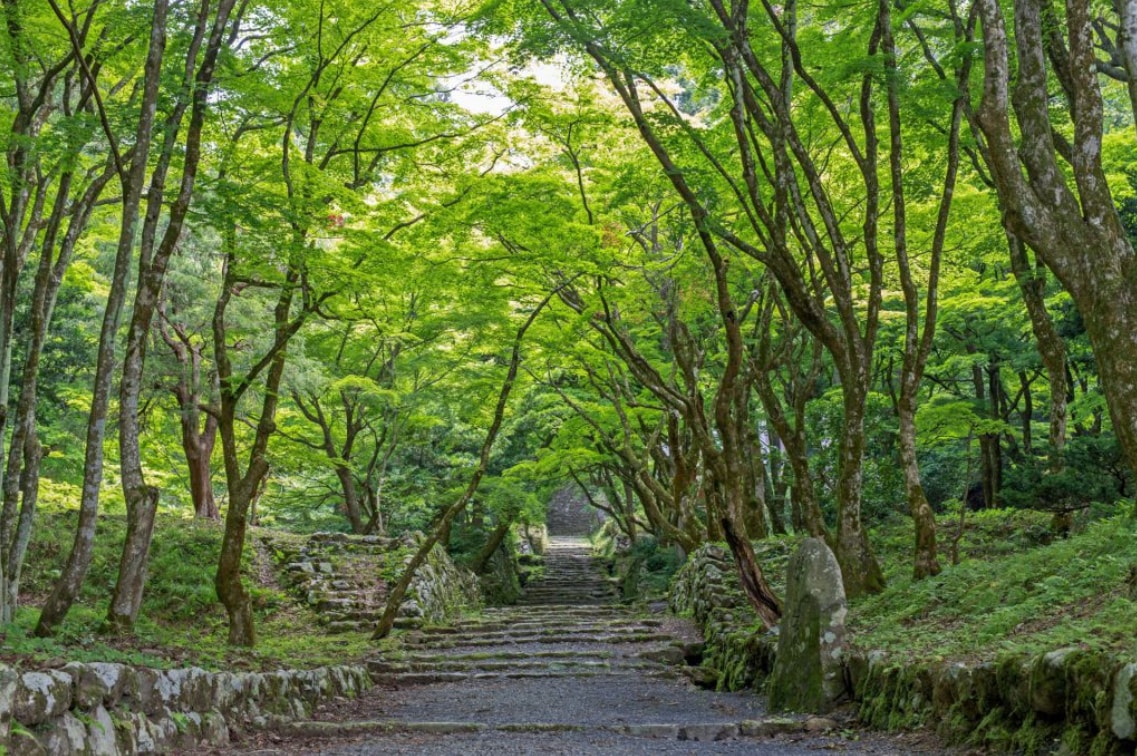 新緑の鶏足寺