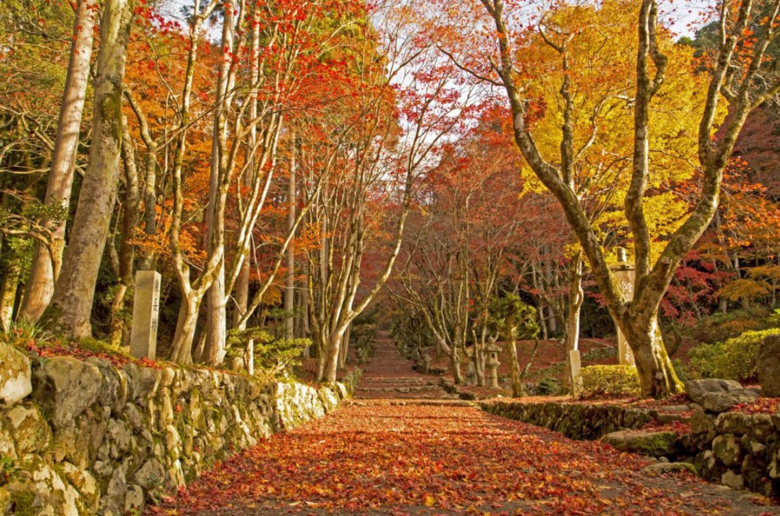 鶏足寺の紅葉（ＴＯＰページ）