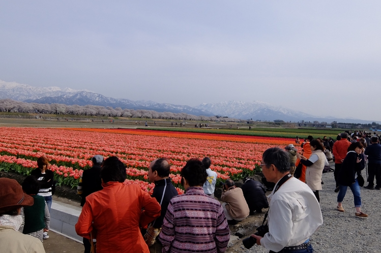 あさひ舟川・春の四重奏4