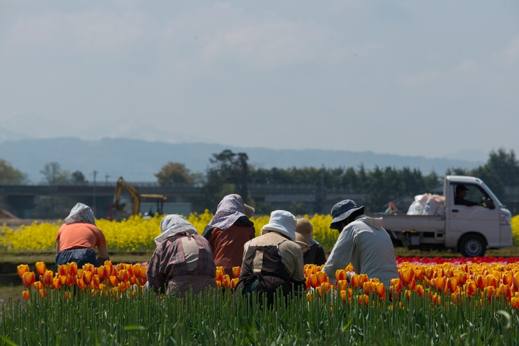 あさひ舟川・春の四重奏7