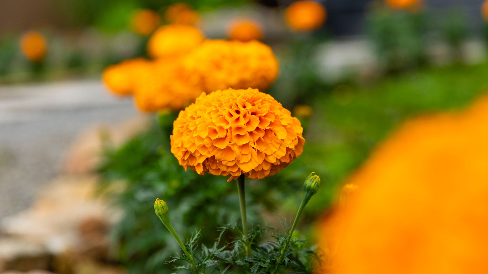 玄関前のお出迎えのお花