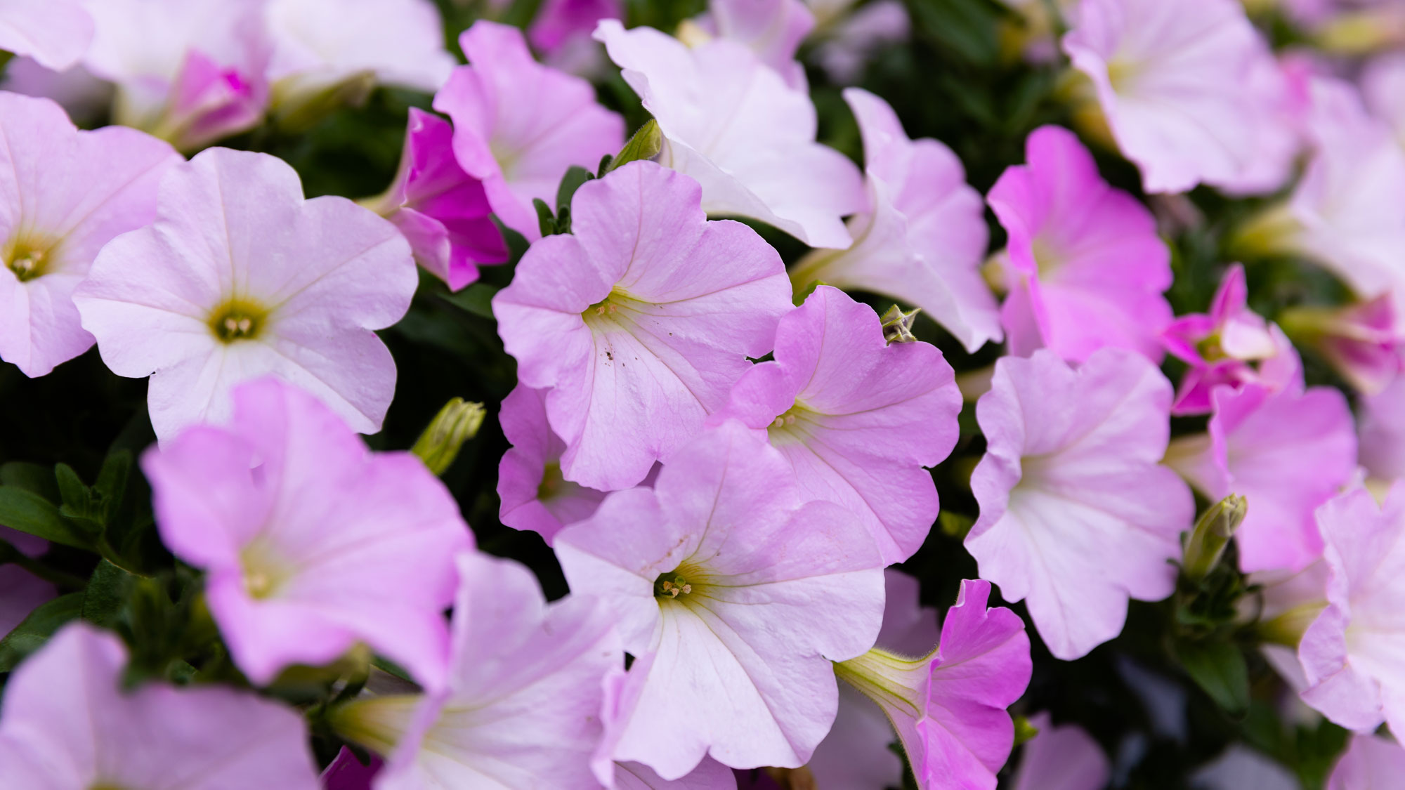 玄関前のお出迎えのお花