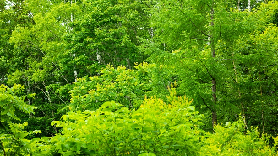 綺麗な緑の森に包まれた源泉100%の温泉宿